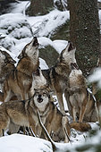 Pack of wolves howling (Canis lupus) on snow, captive, Sumava National Park, Bohemian Forest, Czech Republic, Europe