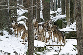 Pack of wolves howling (Canis Lupus) on snow, captive, Sumava National Park, Bohemian Forest, Czech Republic, Europe