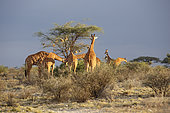 Groupe de Girafes réticulées (Giraffa camelopardalis reticulata), réserve de Buffalo Springs, Kenya