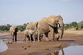 African elephant (Loxodonta africana) herd in the Ewaso Nyiro river, Samburu Reserve, Kenya