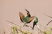 Guépier nain (Merops pusillus cyanostictus) attrapant une libellule, Kenya