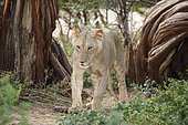 Lion (Panthera leo), Samburu Reserve, Kenya