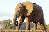 African Elephant (Loxodonta africana), Samburu Reserve, Kenya