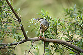 Green-backed heron (Butorides striatus) on a branch, Buffalo Springs National Reserve, Kenya