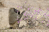 Olive Baboon eating Morning Glory Flowers, Buffalo Springs reserve, Kenya