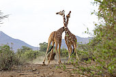 Reticulated Giraffe (Giraffa camelopardalis reticulata) fight, Buffalo Springs Reserve, Kenya