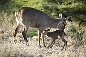 Waterbuck (Kobus ellipsiprymnus) adult and new-born, Buffalo Springs reserve, Kenya