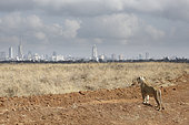 Lioness (Panthera leo) watching Nairobi Skyline, Nairobi National Park, Kenya
