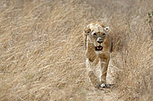 Lionne (pnthera leo) marchant dans la savane, Parc de Nairobi, Kenya