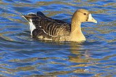 Greater White-fronted Goose (Anser albifrons) on water