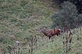 Red deer (Cervus elaphus). Young deer bellowing in a high altitude meadow. Pyrenees Mountains at 1800m.