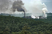 Pollution in rain forest, Sumatra