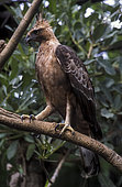 Javan hawk eagle (Nisaetus bartelsi) on a branch, Java