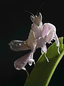 Orchid manthis (Hymenopus coronatus) Female on vanda orchid flower, West Java