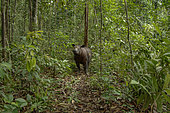 Sumatran Rhino (Dicerorhinus sumatrensis) male in forest, Lampung Sumatra