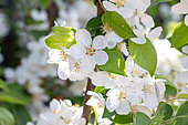 Blossoms of Crabapple 'Evereste'