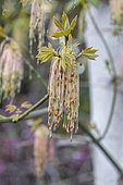 Box elder (Acer negundo) flowers and young leaves, Gard, France