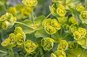 Serrated spurge (Euphorbia serrata), Vaucluse, France