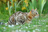 Tabby cat lying in the grass, stalking in a garden