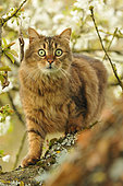 Tabby cat on a cherry blossom branch in a garden