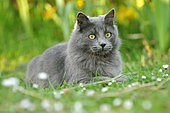 Grey cat lying in the grass, in a garden