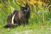 Black cat sitting in the grass under a Fortune meadowsweet (Spiraea japonica), in a garden
