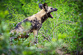African wild dog, African painted dog, painted wolf or African hunting dog (Lycaon pictus) yawning. Mpumalanga. South Africa.