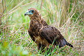 Juvenile bateleur eagle (Terathopius ecaudatus) on the ground. The piece of flesh on its face is from the prey item that it's feeding on. Mpumalanga. South Africa.