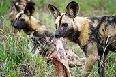 African wild dog, African painted dog, painted wolf or African hunting dog (Lycaon pictus). Mpumalanga. South Africa.