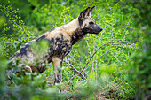African wild dog, African painted dog, painted wolf or African hunting dog (Lycaon pictus). Mpumalanga. South Africa.