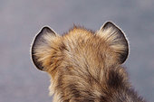 Spotted hyena or laughing hyena (Crocuta crocuta) rear viewing showing ears. Kruger National Park. Mpumalanga. South Africa.