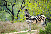 Plains zebra or common zebra (Equus quagga, prev. Equus burchellii). Mpumalanga. South Africa.