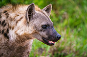 Spotted hyena or laughing hyena (Crocuta crocuta). Kruger National Park. Mpumalanga. South Africa.