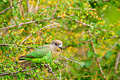Brown-headed parrot (Poicephalus cryptoxanthus) feeding. Mpumalanga. South Africa.