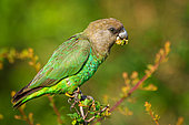 Brown-headed parrot (Poicephalus cryptoxanthus) feeding. Mpumalanga. South Africa.