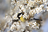 Great tits (Parus major) standing on a plum tree in bloom, Alsace, France