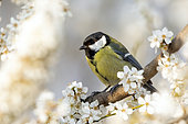 Great tits (Parus major) standing on a plum tree in bloom, Alsace, France