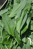Ramsons (Allium ursinum) cut leaves, wild edible plant