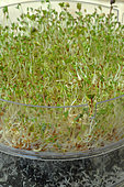 Sprouted seeds in a sprouter