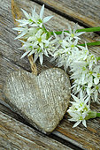 Ramsons (Allium ursinum) flowers and wooden heart, wild edible plant