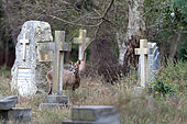 Roe deer (Capreolus capreolus) standing near to a tombstone