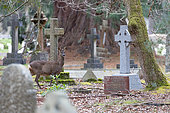 Roe deer (Capreolus capreolus) standing nezt to a tombstone
