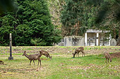 Roe deer (Capreolus capreolus) standing nezt to a tombstone