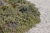 Patch of prostrate vegetation, including Sage-leaved rock-rose (Cistus salviifolius), Rosemary (Rosmarinus officinalis) and Sparrow-wort (Thymelaea tartonraira) on coastal limestone rocks, Calanques National Park, Bouches-du-Rhone, France