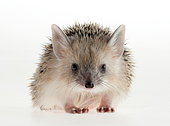 Portrait of a hedgehog (Echinops telfairi) in the studio on a light background. Close-up. Forest animals. Funny picture.