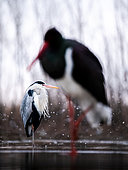 Two birds. Black Stork (Ciconia nigra) and Grey Heron (Ardea cinerea) in morning. Slovakia