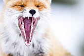 Teeth. Red fox (Vulpes vulpes) yawning in a very cold afternoon. Slovakia