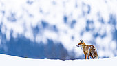 Renard roux (Vulpes vulpes) dans la neige par un après-midi très froid, Slovaquie