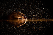 Golden rain. European otter (Lutra lutra)at the edge of water in a very cold night. Slovakia