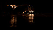 Otter. European otter (Lutra lutra)at the edge of water in a very cold night. Slovakia